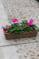 24" Premium Fibre Window Box – Pink Pop Sun Mix