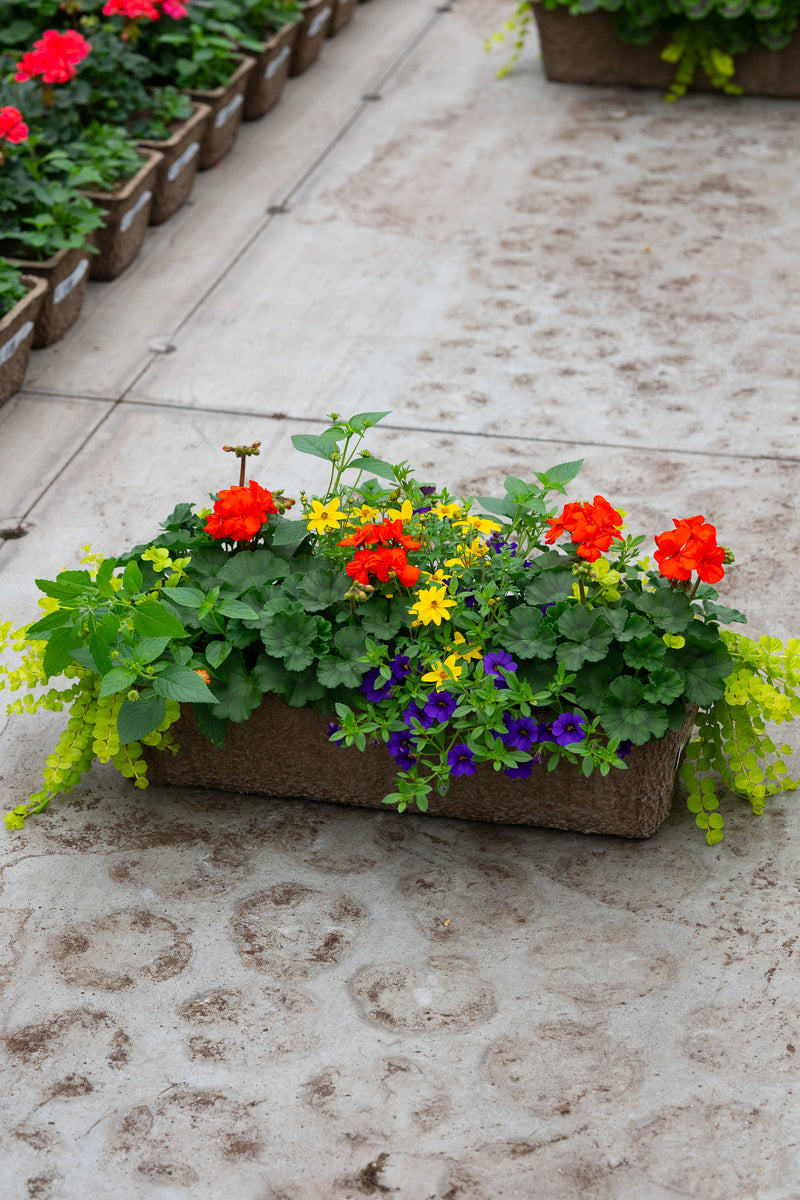 24" Premium Fibre Window Box – Carnival Sun Mix