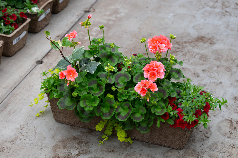 24" Premium Fibre Window Box – Coral Charm Sun Mix