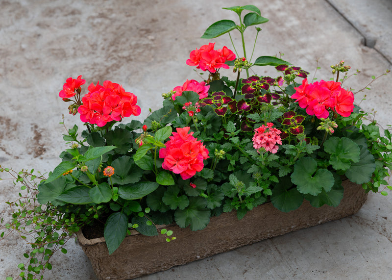 24" Premium Fibre Window Box – Electric Sunset Sun Mix