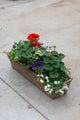 24" Premium Fibre Window Box – Classic Red Sun Mix
