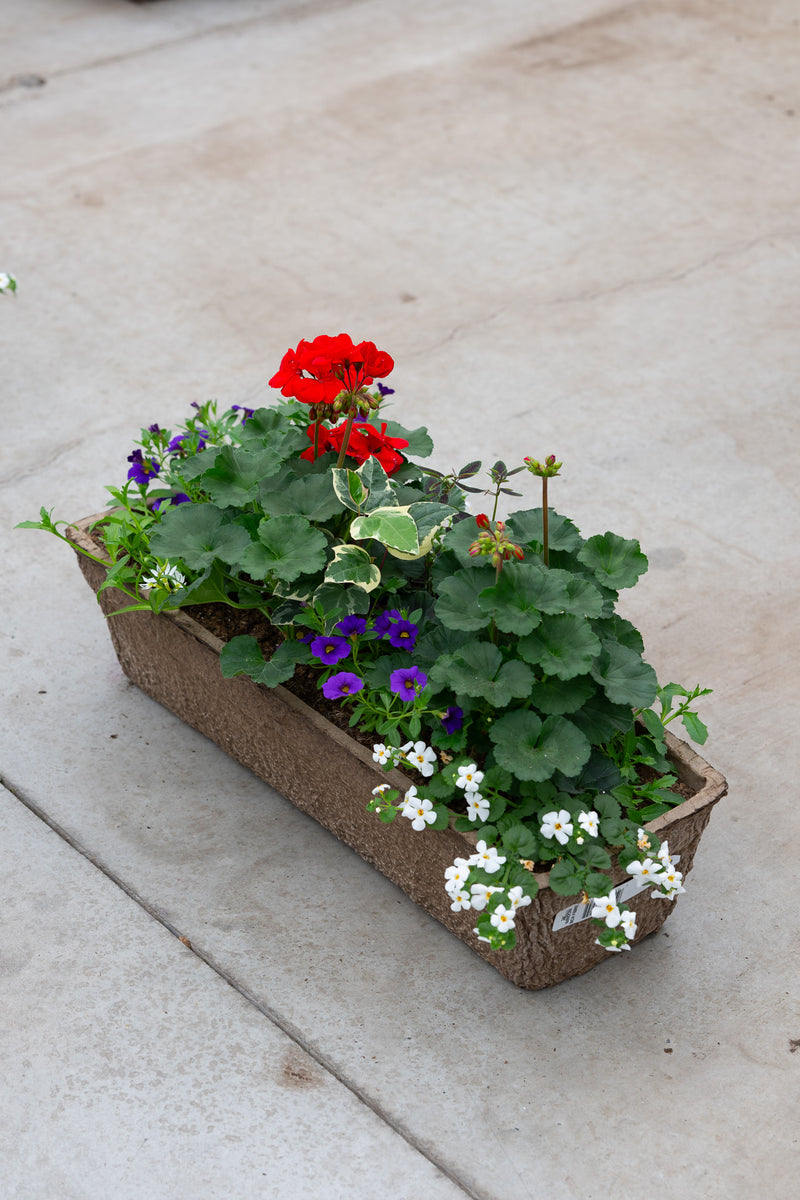 24" Premium Fibre Window Box – Classic Red Sun Mix