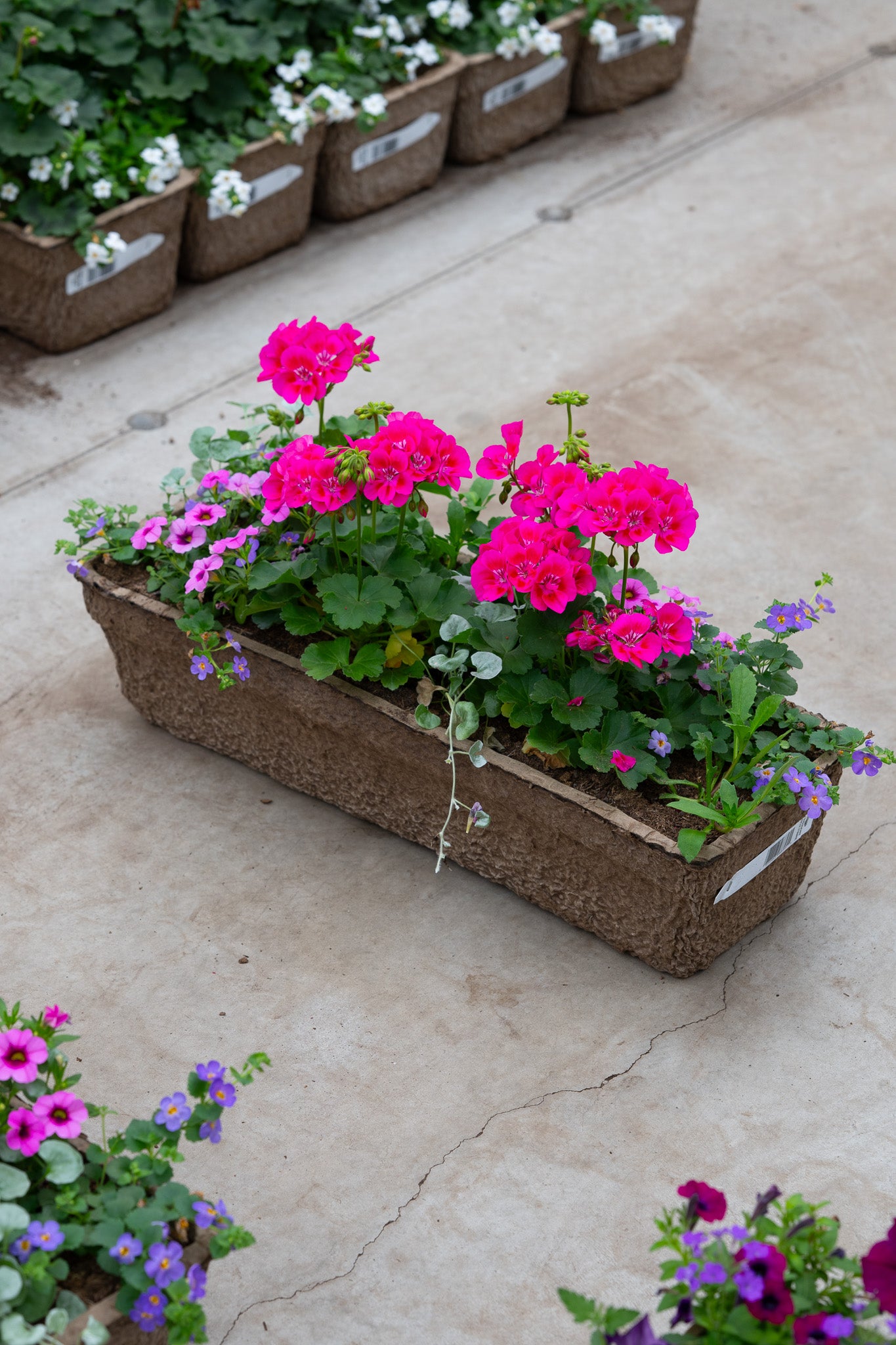 24" Premium Fibre Window Box – Hot Pink Sun Mix
