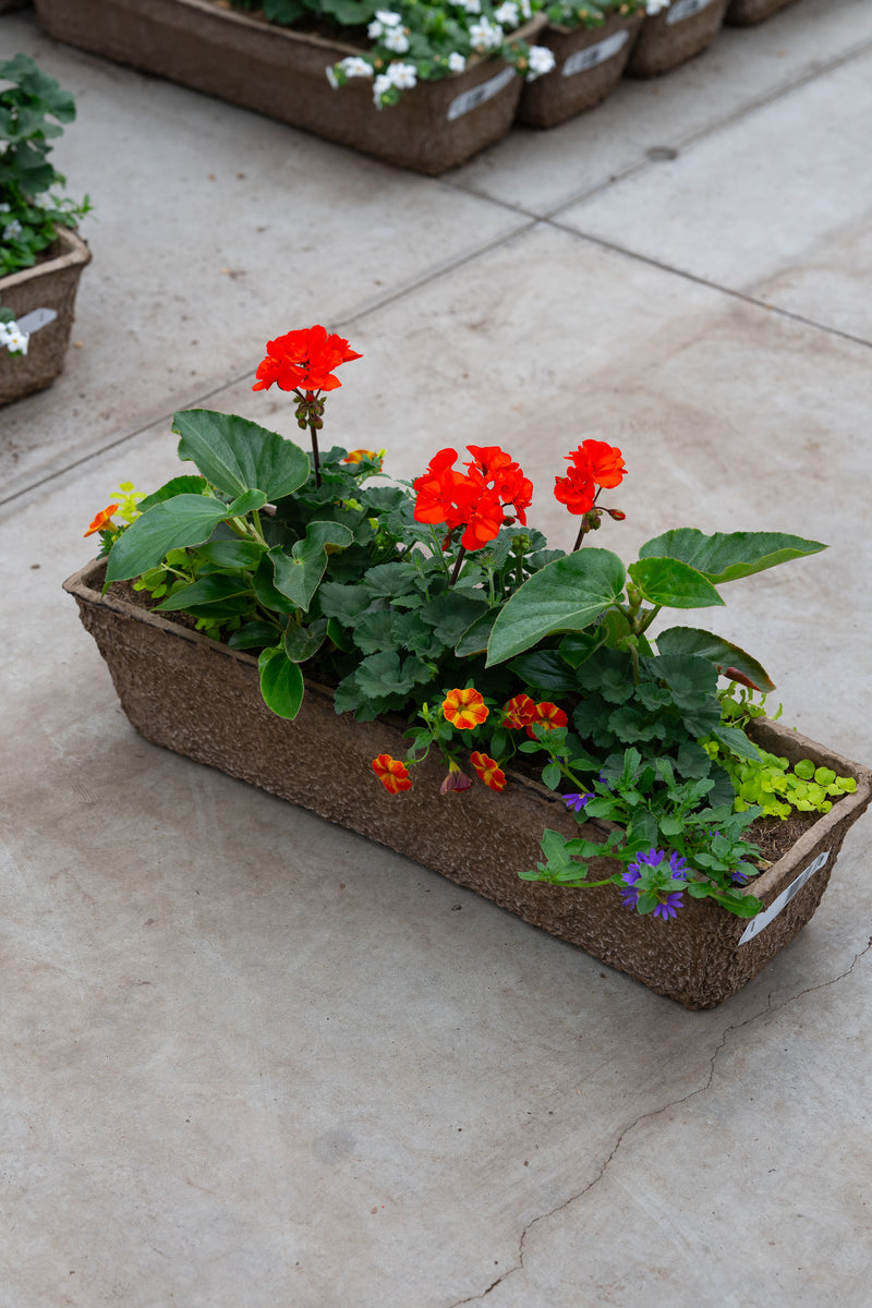24" Premium Fibre Window Box – Fiery Glow Sun Mix