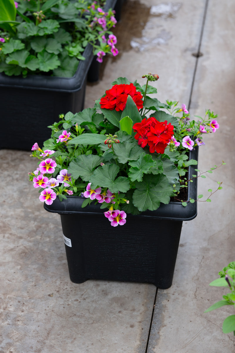 14" Square Premium Sun Planter – Cherry Blossom Mix