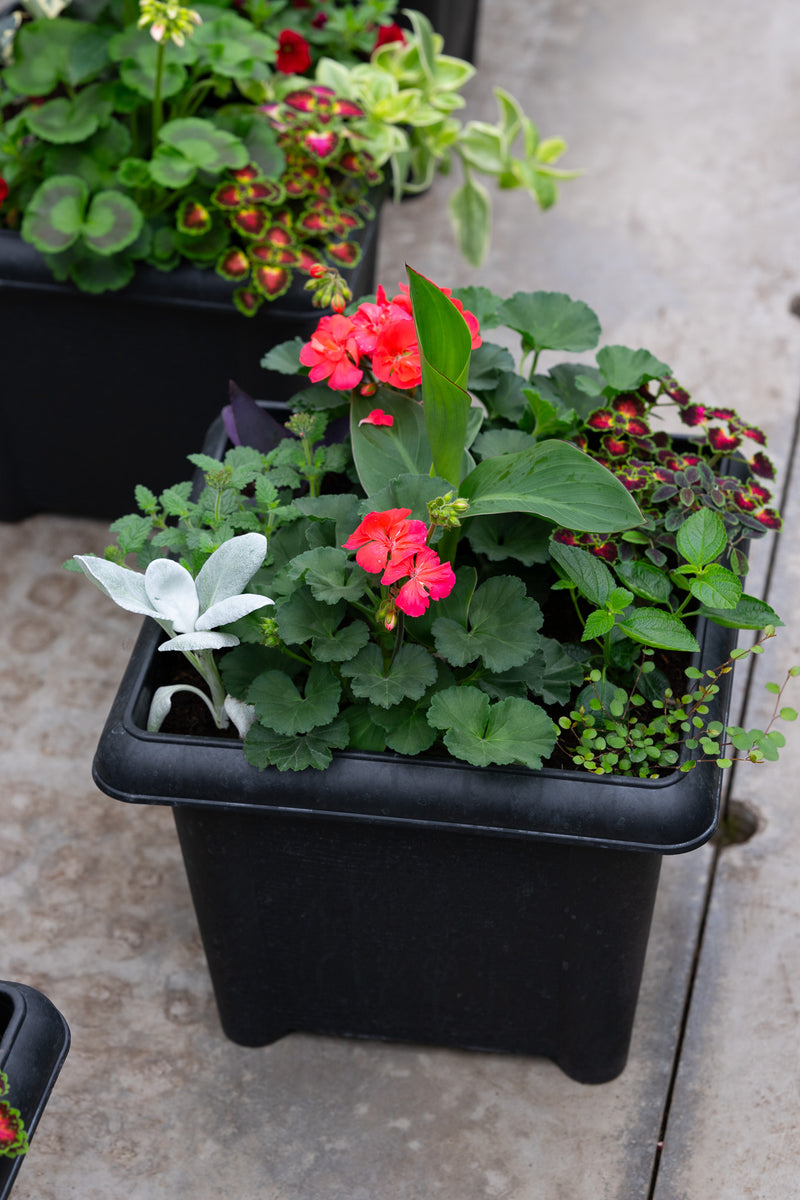 14" Square Premium Sun Planter – Coral Blaze Mix