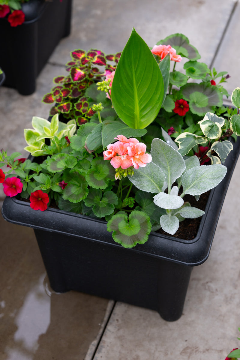 14" Square Premium Sun Planter – Blush Delight Mix