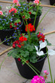 13" Round Premium Sun Planter – Scarlet Sky Mix