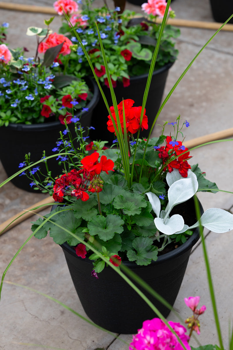 13" Round Premium Sun Planter – Scarlet Sky Mix