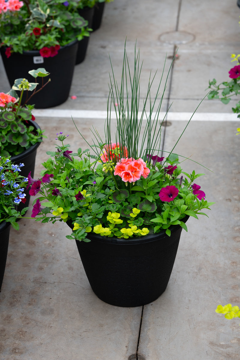 13" Round Premium Sun Planter – Sunset Glow Mix