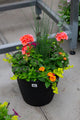 13" Round Premium Sun Planter – Tropical Sunrise Mix
