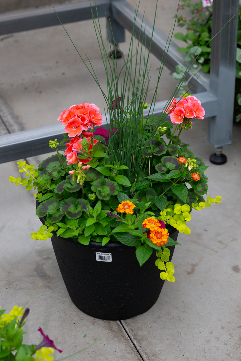 13" Round Premium Sun Planter – Tropical Sunrise Mix