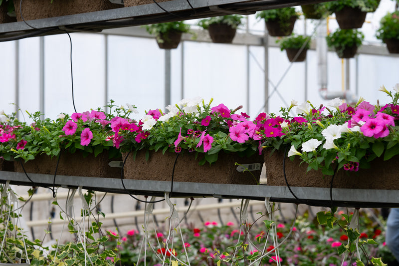 24" Premium Fibre Window Box – Pink Parade Mix