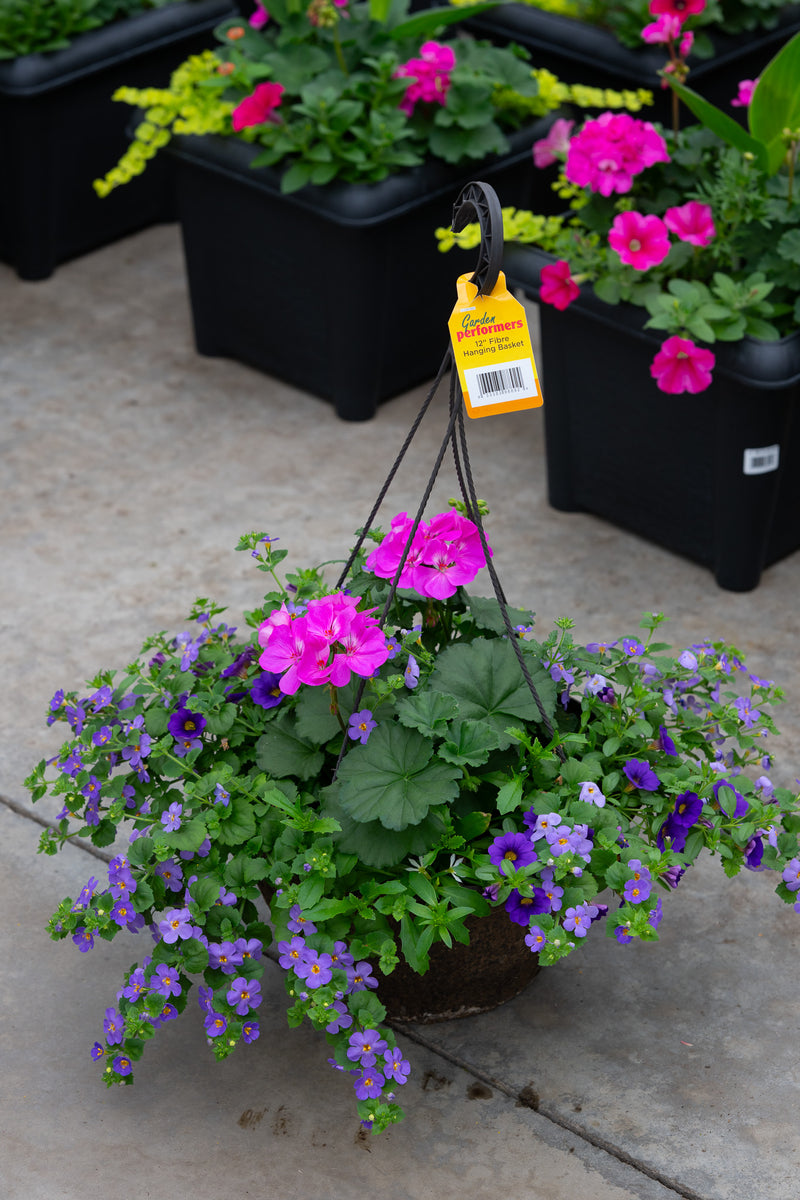 12" Fibre Premium Sun Hanging Basket – Violet Breeze Mix
