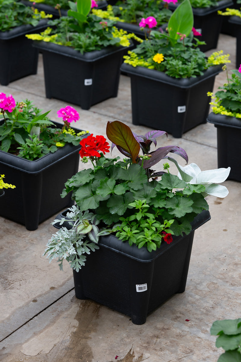 14" Square Premium Sun Planter – Ruby Frost Mix