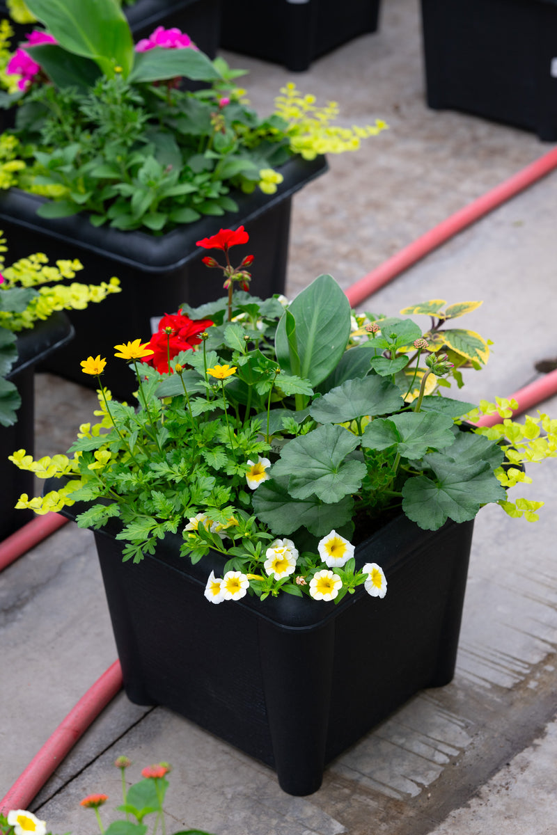 14" Square Premium Sun Planter – Sunshine Celebration Mix