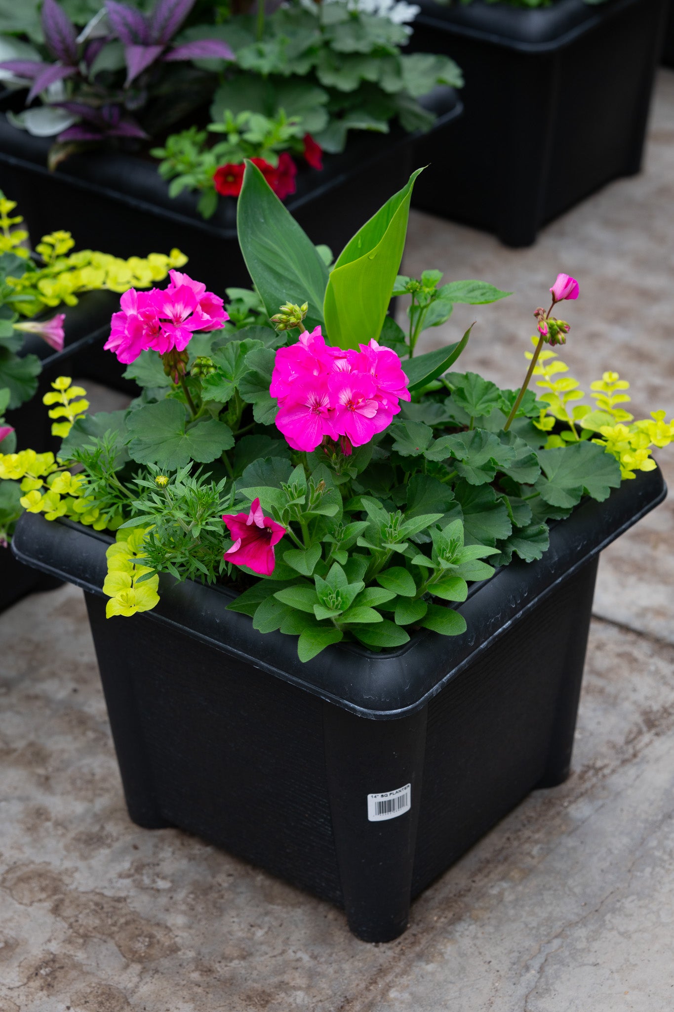 14" Square Premium Sun Planter – Fuchsia Pop Mix