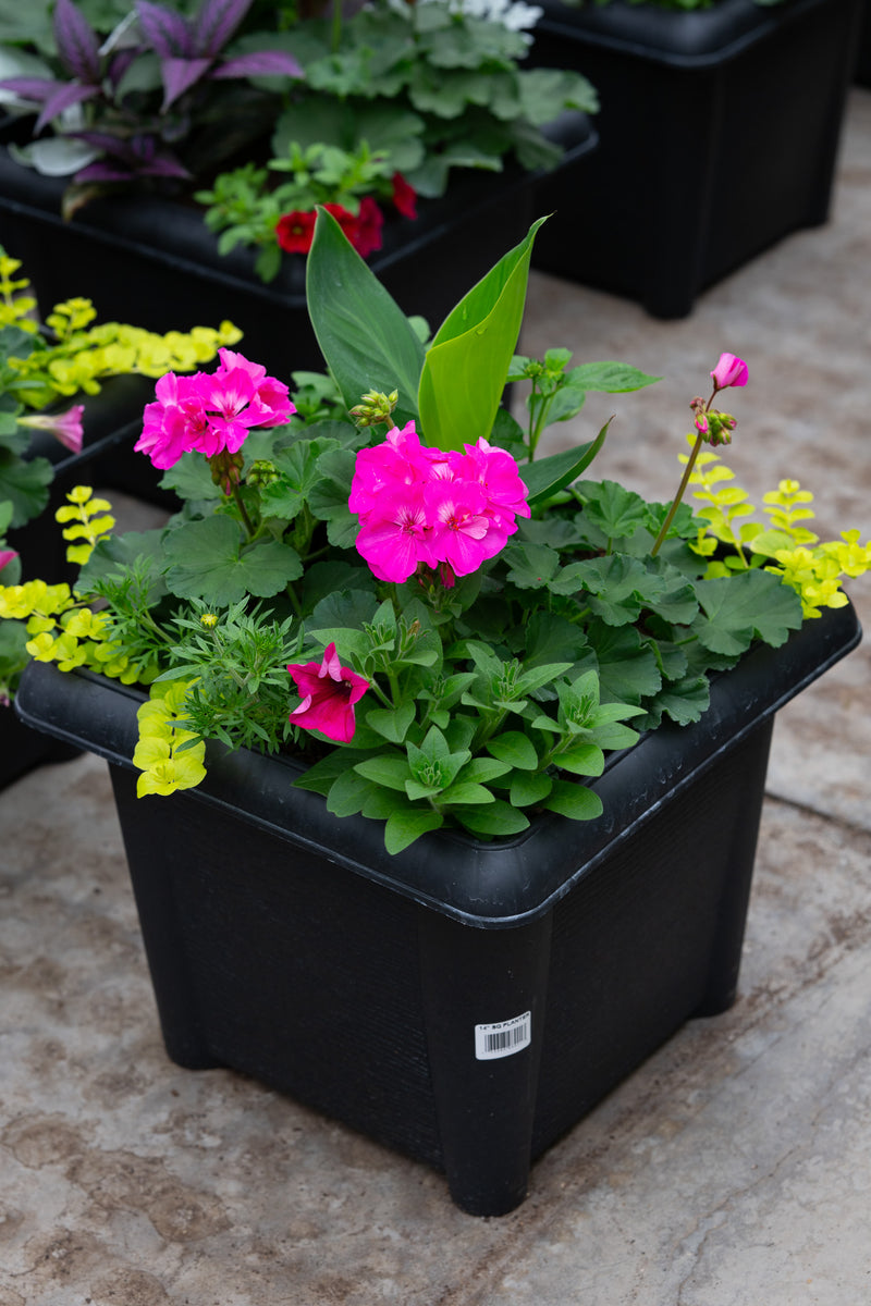 14" Square Premium Sun Planter – Fuchsia Pop Mix