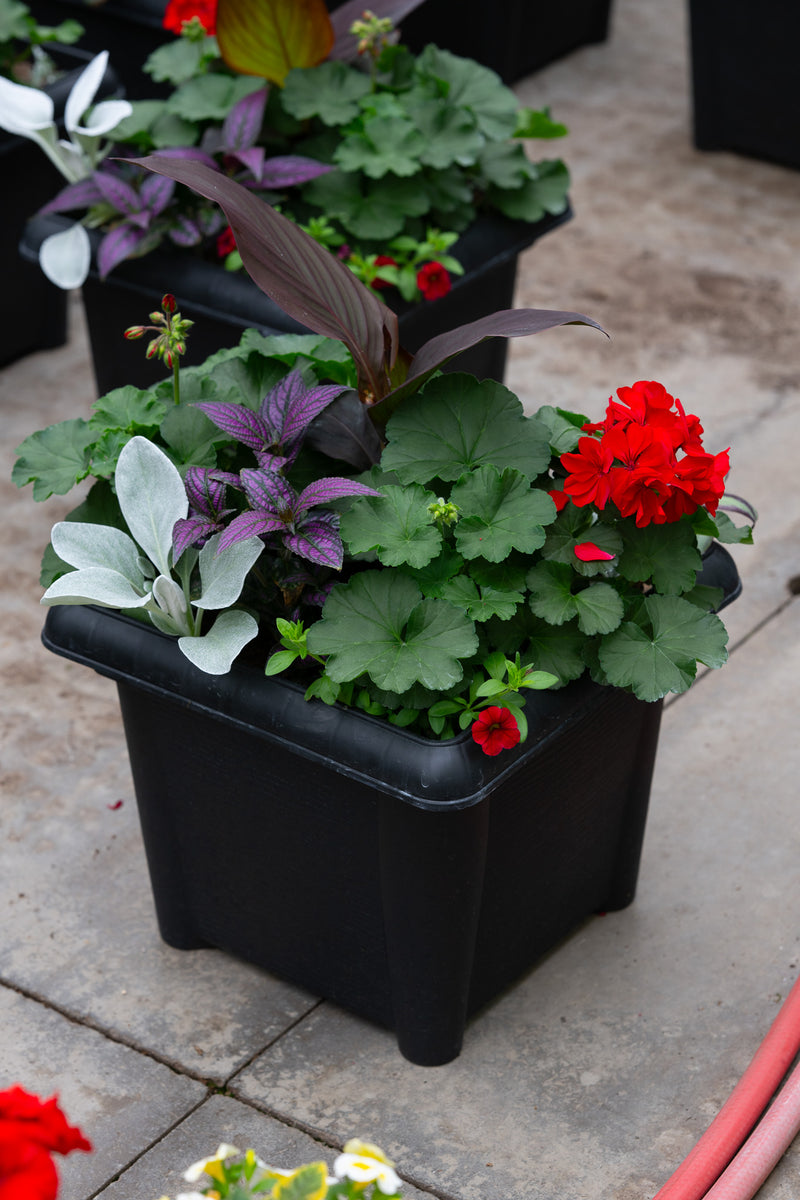 14" Square Premium Sun Planter – Scarlet Velvet Mix