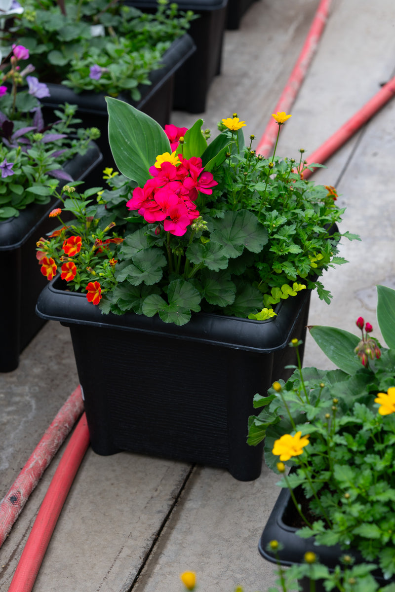 14" Square Premium Sun Planter – Fiesta Burst Mix