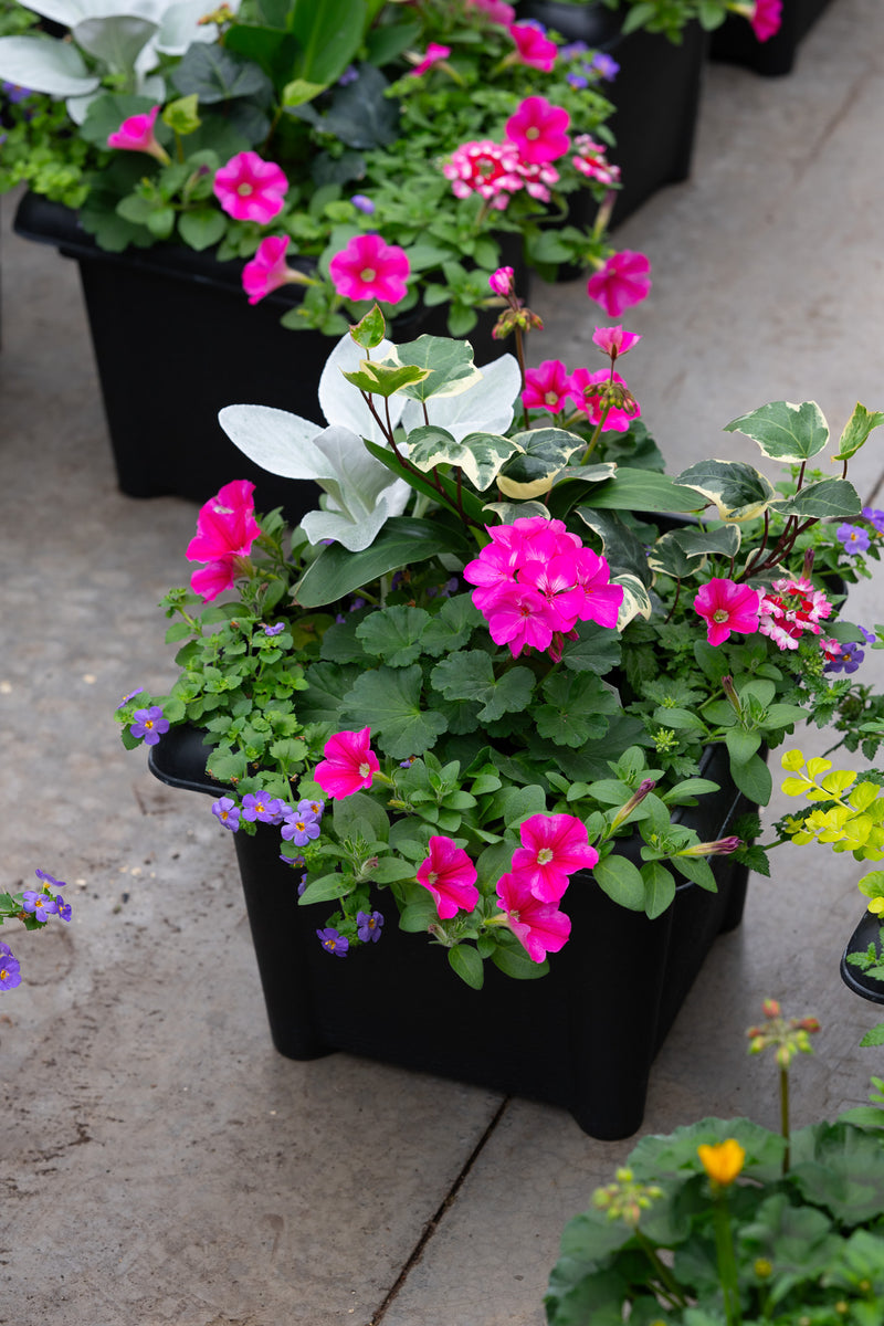 14" Square Premium Sun Planter – Pink Starlight Mix