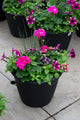 13" Round Premium Sun Planter – Purple Passion Mix