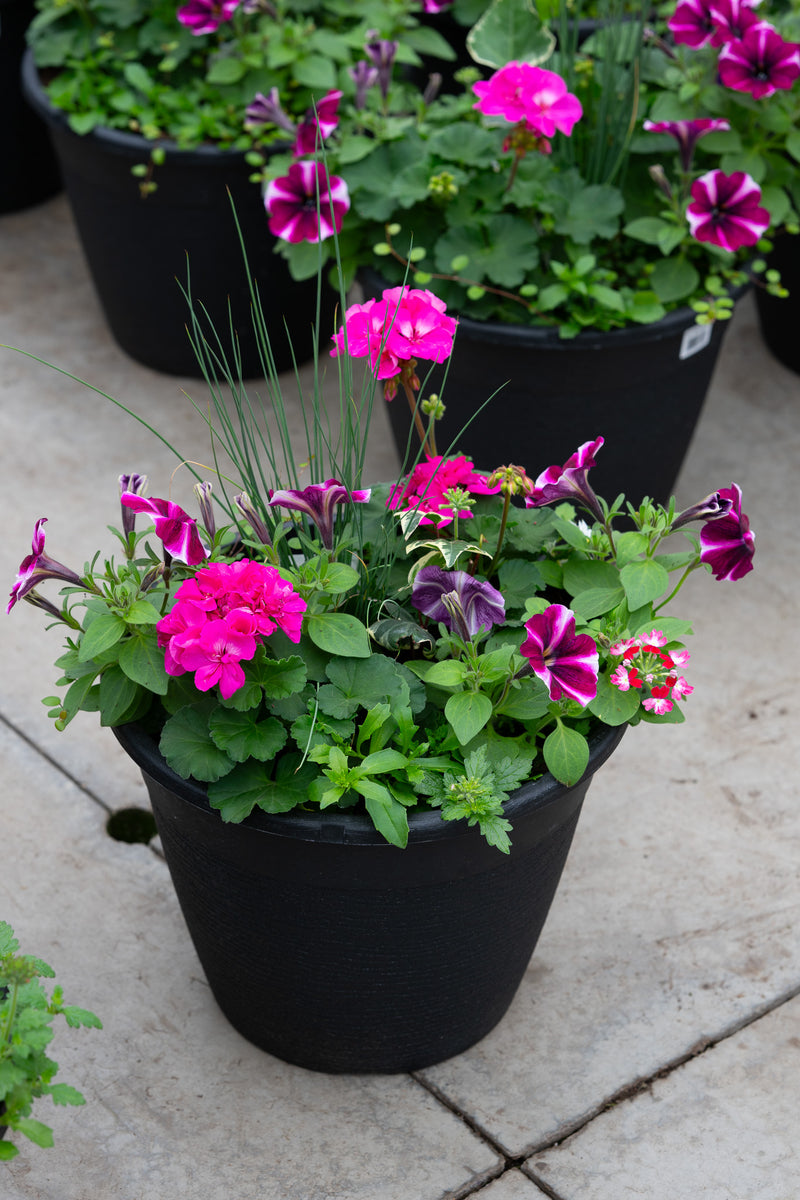 13" Round Premium Sun Planter – Purple Passion Mix