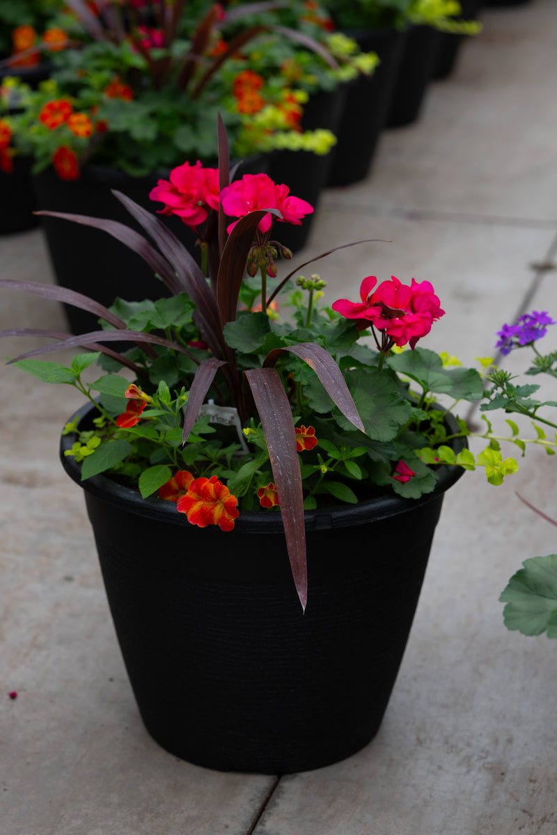 13" Round Premium Sun Planter – Tropical Heat Mix