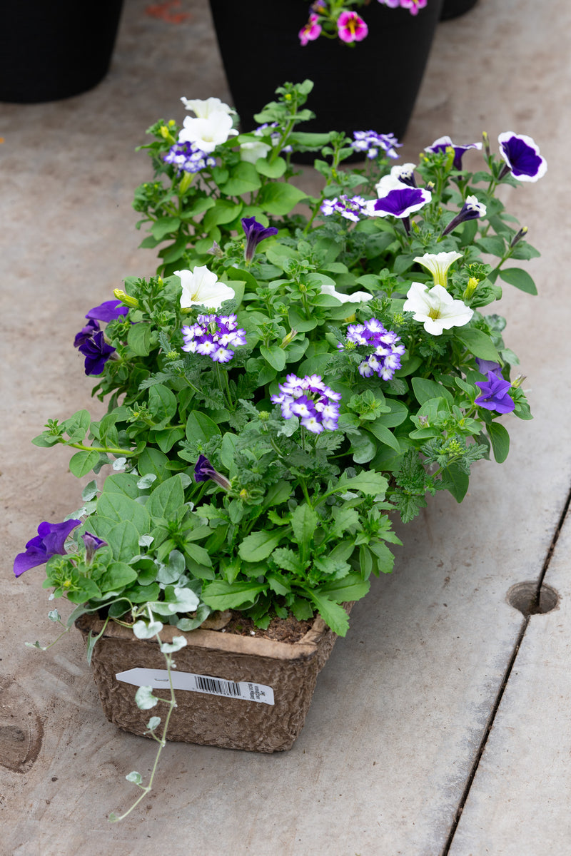 24" Premium Fibre Window Box – Twilight Sky Mix