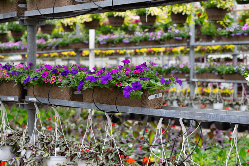 24" Premium Fibre Window Box – Violet Charm Mix