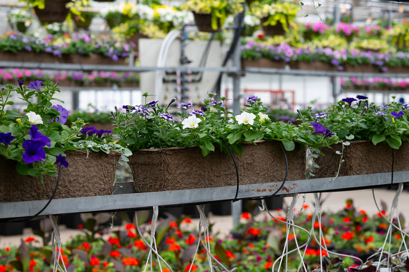 24" Premium Fibre Window Box – Blueberry Bliss Mix