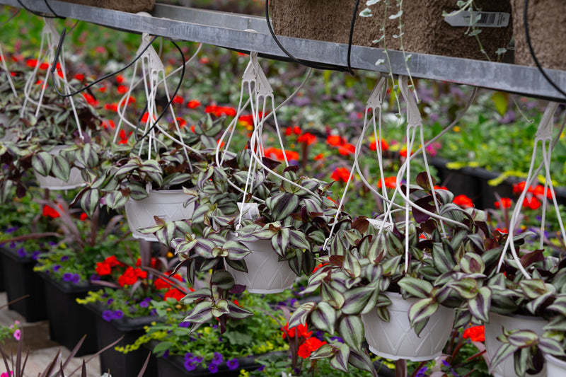 7" Premium Hanging Basket – Wandering Jew Mix