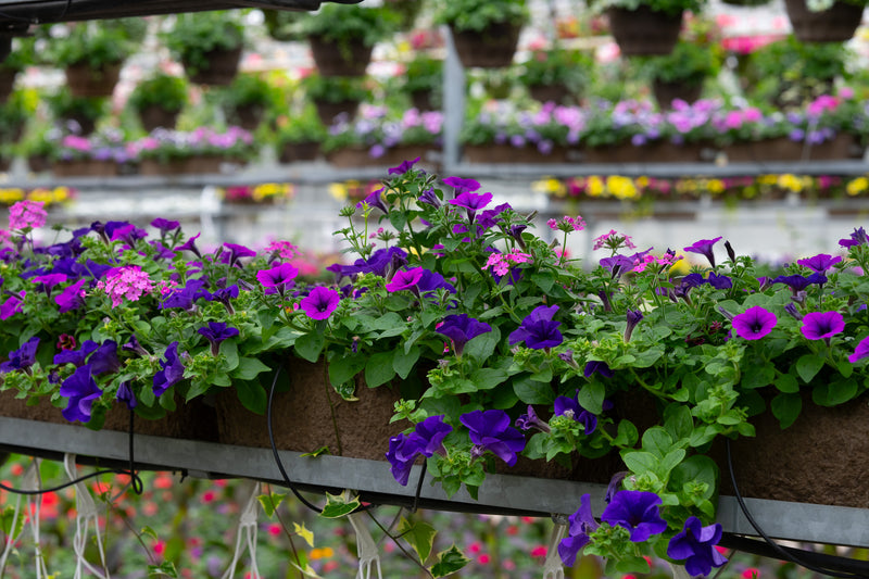 24" Premium Fibre Window Box – Purple Majesty Mix