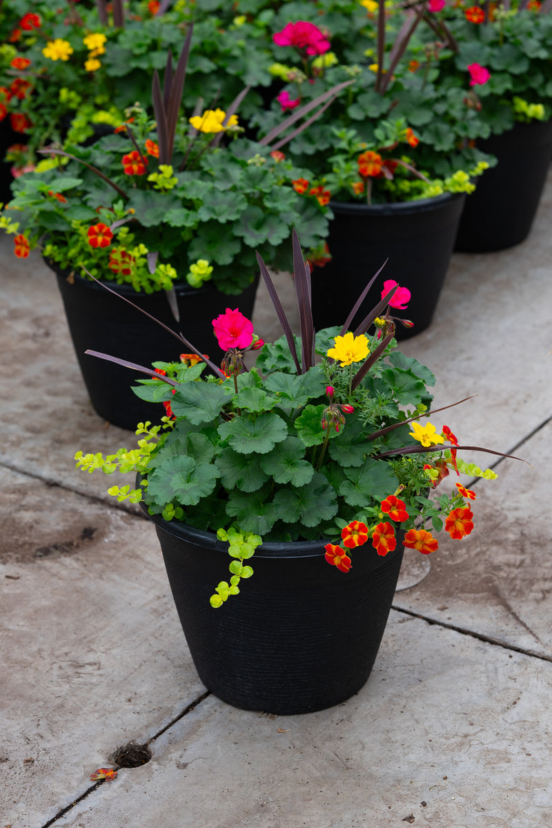 13" Premium Sun Round Planter – Tropical Flame Mix