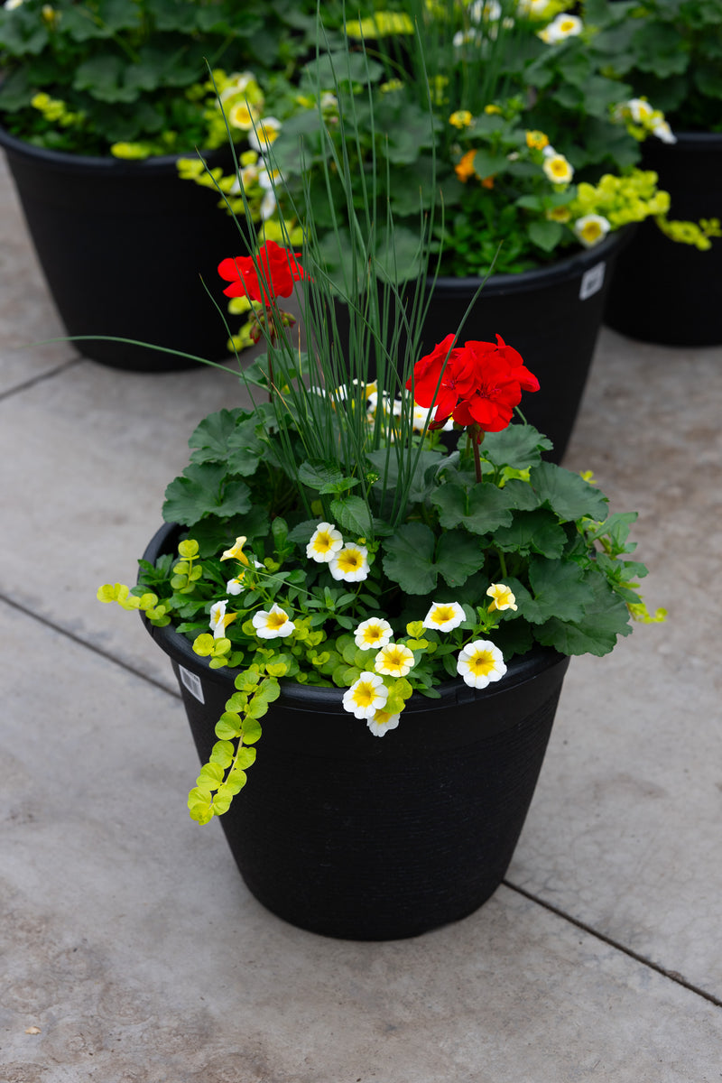 13" Premium Sun Round Planter – Cherry Lemonade Mix