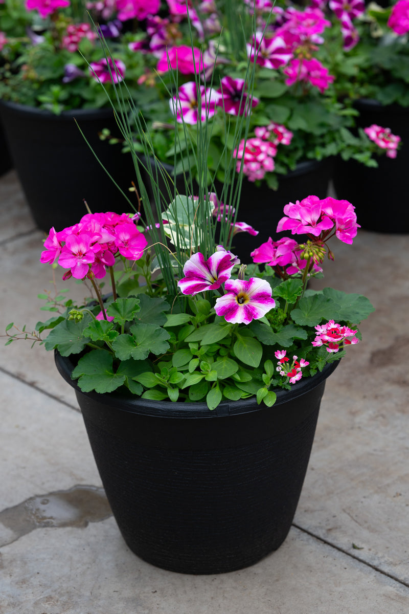 13" Premium Sun Round Planter – Pink Starburst Mix