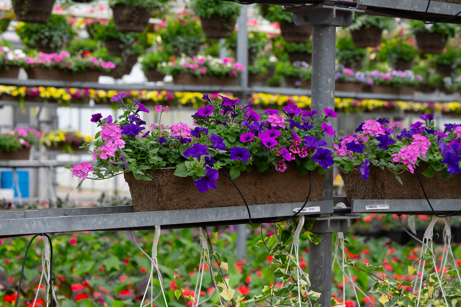 24" Premium Fibre Window Box – Purple Sky Mix