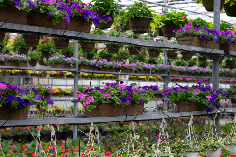 24" Premium Fibre Window Box – Purple Sky Mix