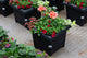 14" Premium Sun Patio Pot Mix – Sunset Glow Mix