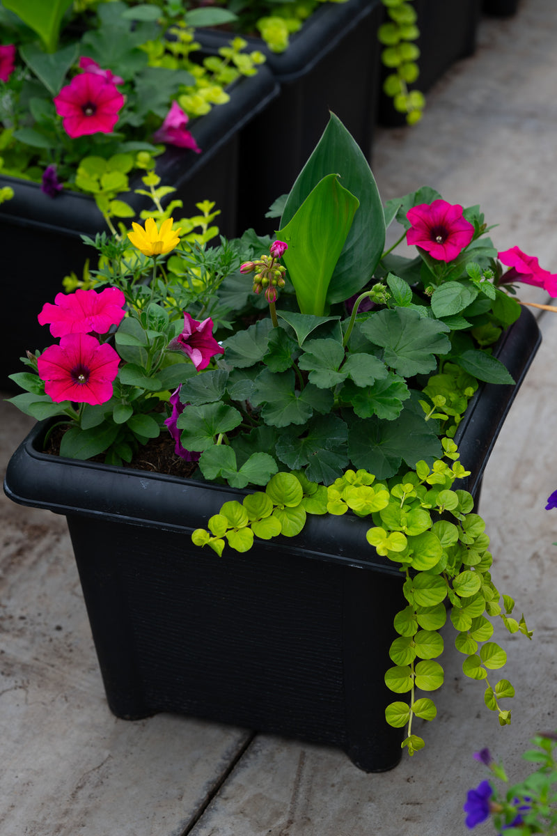 14" Premium Sun Patio Pot Mix – Sunset Charm Mix