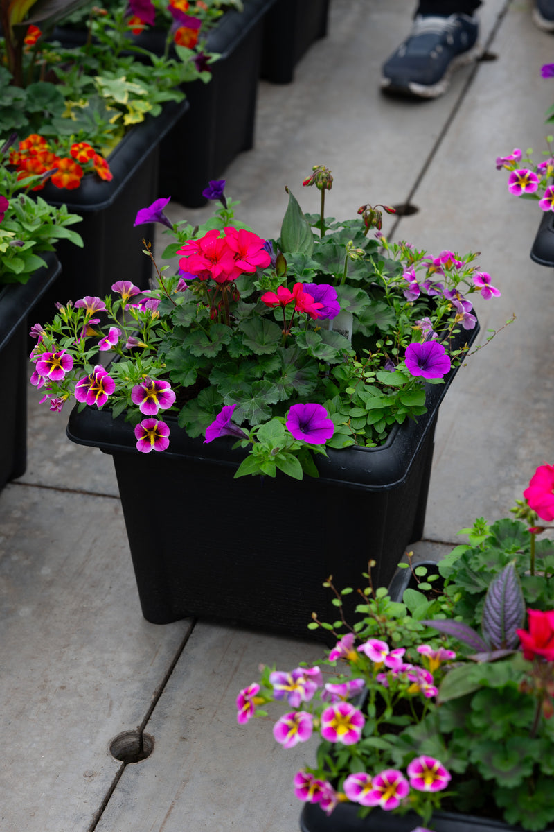 14" Premium Sun Patio Pot Mix – Raspberry Sorbet Mix