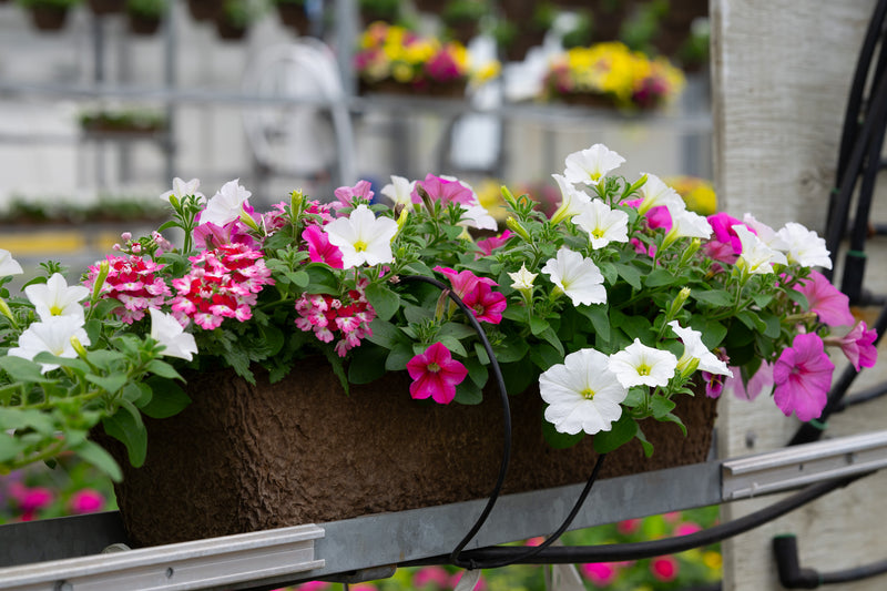 24" Premium Fibre Window Box – Strawberries & Cream Mix