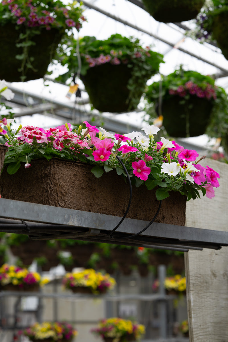 24" Premium Fibre Window Box – Strawberries & Cream Mix