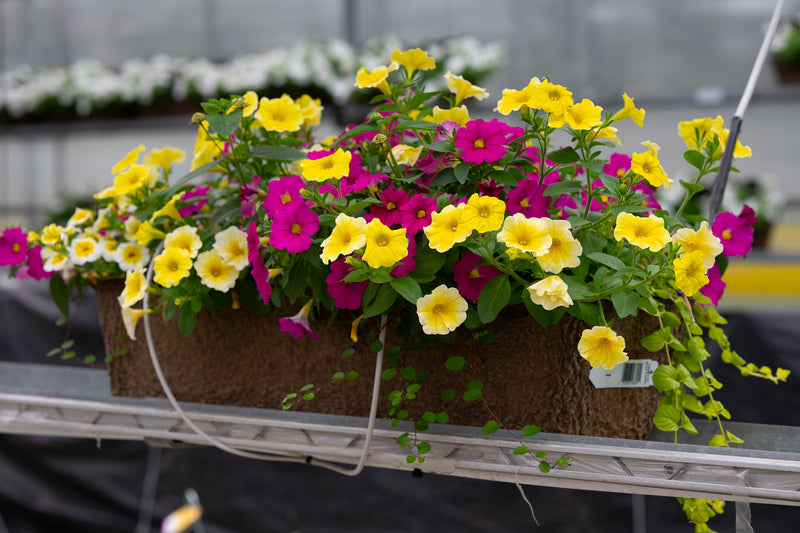 24" Premium Fibre Window Box – Lemon Zest Mix