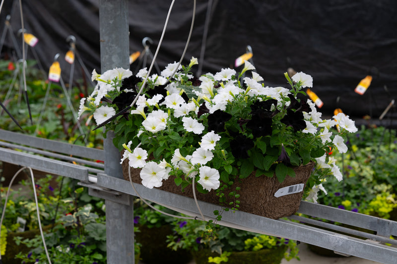 24" Premium Fibre Window Box – Black Tie Mix