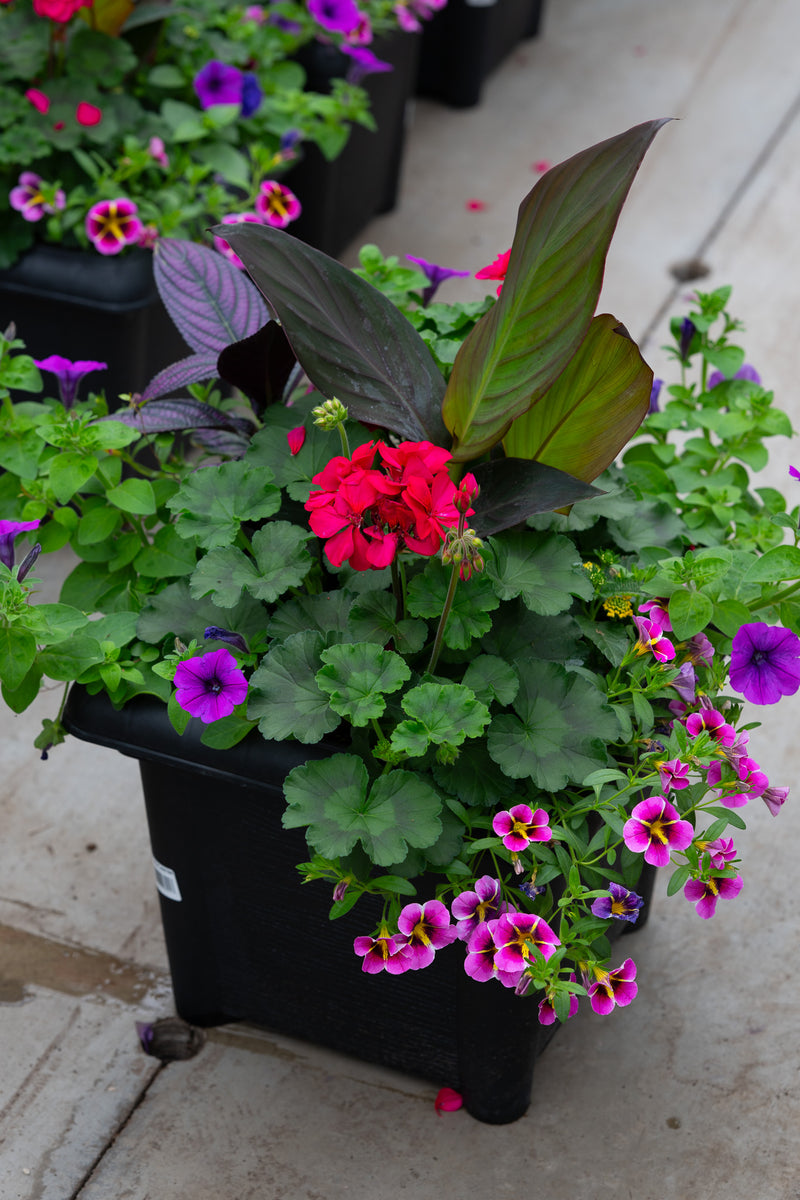 14" Premium Sun Square Planter – Tropical Sunset Mix