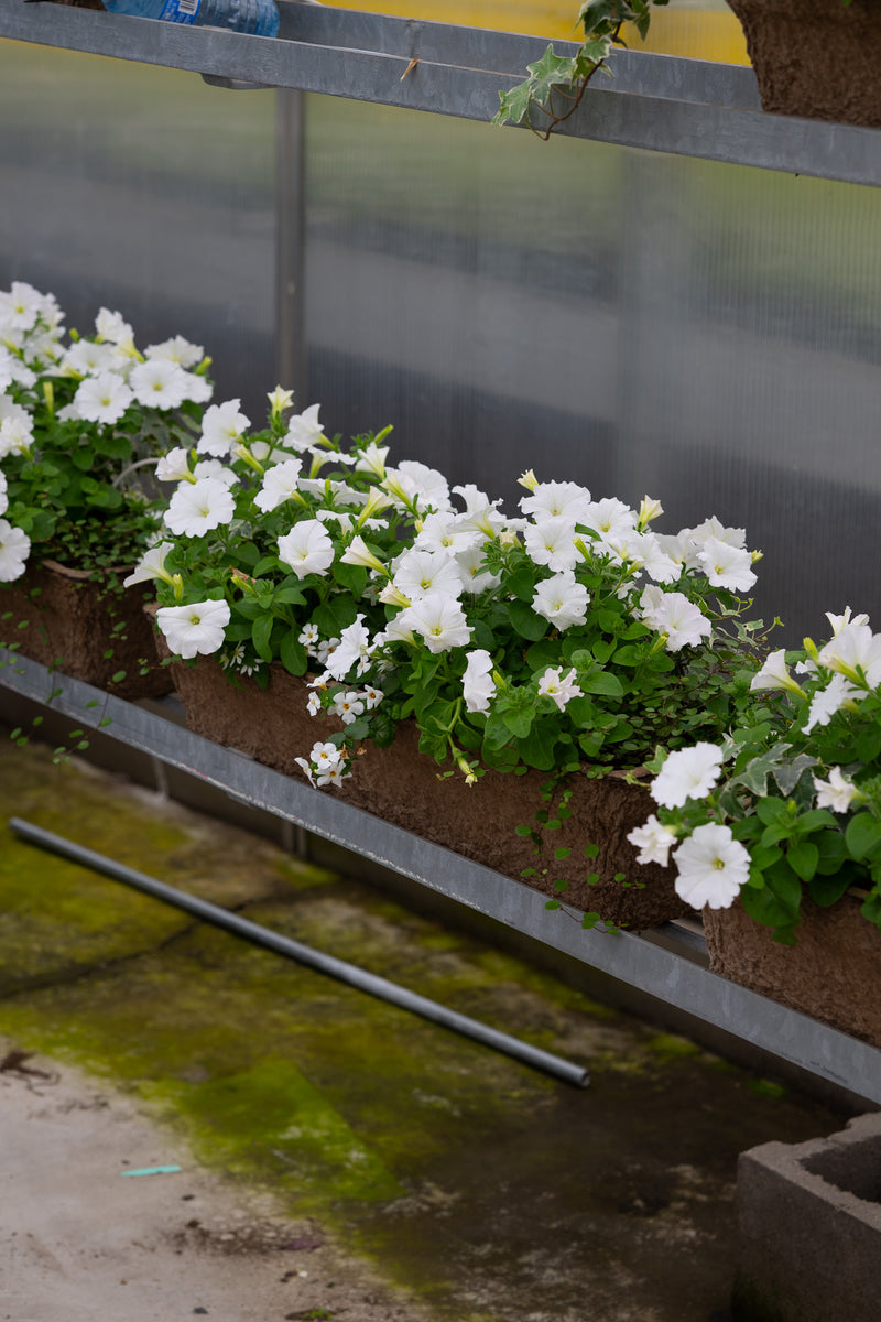 24" Premium Fibre Window Box – Snowfall Elegance Mix