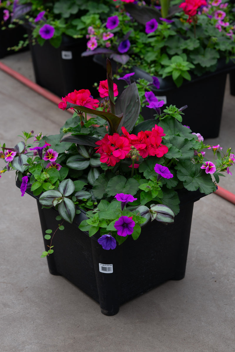 14" Premium Square Patio Planter – Violet Fire Mix