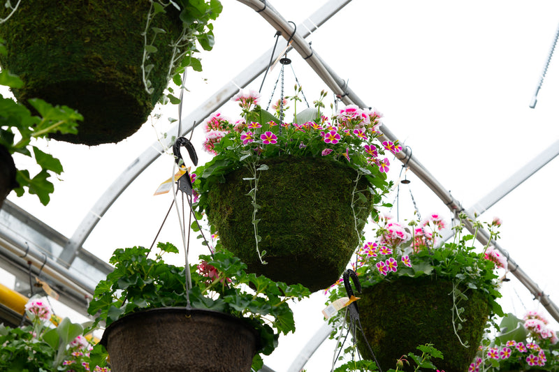 16" Moss Premium Mixed Hanging Basket – Pink Starburst Mix