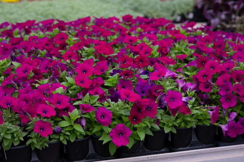 4" Flat Petunias – Purple Passion